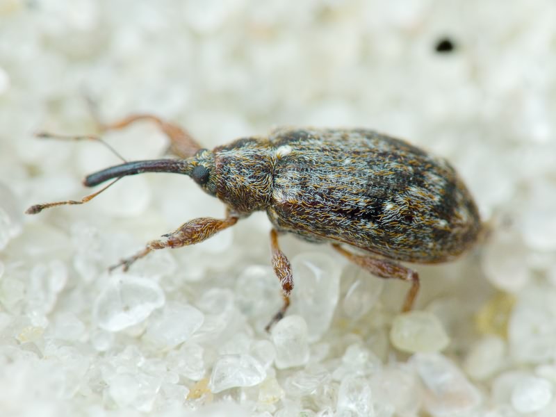 Anthonomus (Anthonomus) pomorum (Linnaeus, 1758)